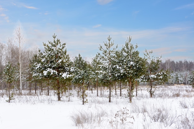 Paisagem de inverno. Árvores com neve, geada, grandes nevascas e neve. Panorama de neve.