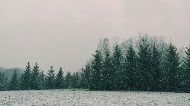 Paisagem de inverno. Árvores spruce e campos cobertos de neve.
