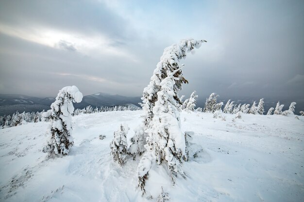 Paisagem de inverno temperamental de abetos encolhidos com neve branca profunda em montanhas congeladas frias.