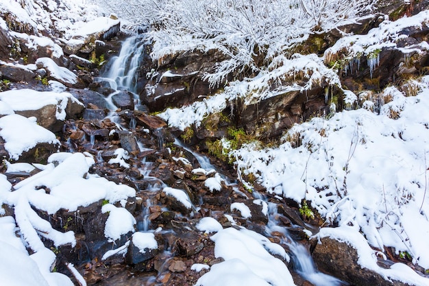 Paisagem de inverno um pequeno fluxo rápido flui na floresta entre as árvores Cárpatos Ucrânia