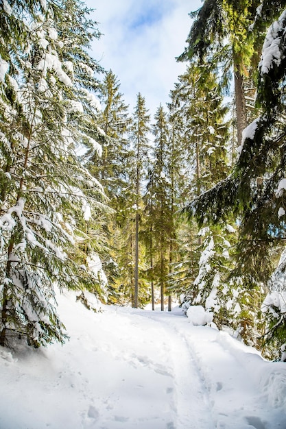 Paisagem de inverno uma estrada em uma floresta de coníferas