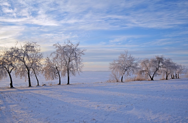 Paisagem de inverno