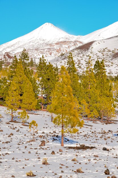 Foto paisagem de inverno