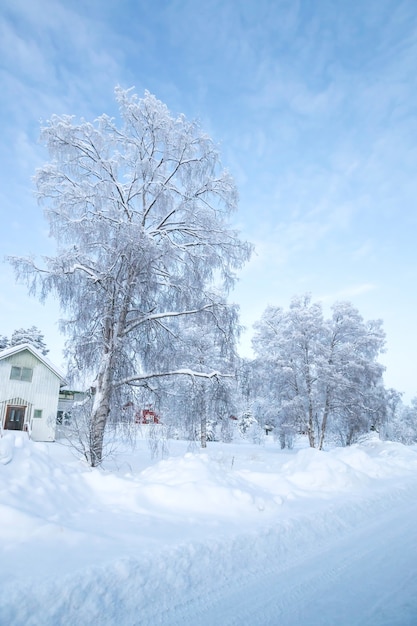 Paisagem de inverno