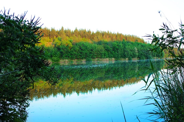 Paisagem de lago florestal