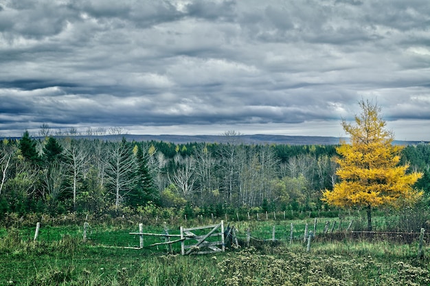 Paisagem de larício amareloxA