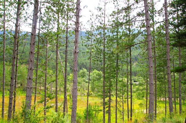 Foto paisagem de linha de árvores de floresta de pinheiros