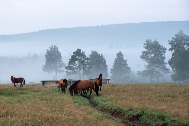 Paisagem de manhã com cavalos pastando no pasto no nevoeiro nas árvores de fundo azul e montanhas azuis.