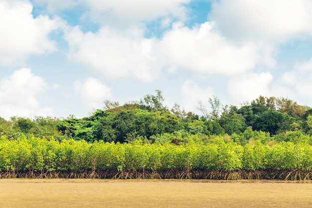 Paisagem, de, maré baixa, com, montanha verde