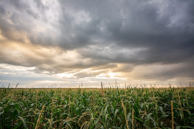 Paisagem de milharal em dia nublado em setembro