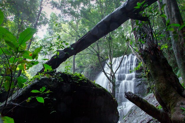 Paisagem de montanha Cachoeira selecione foco com luz justa, Cachoeira na floresta de montanha