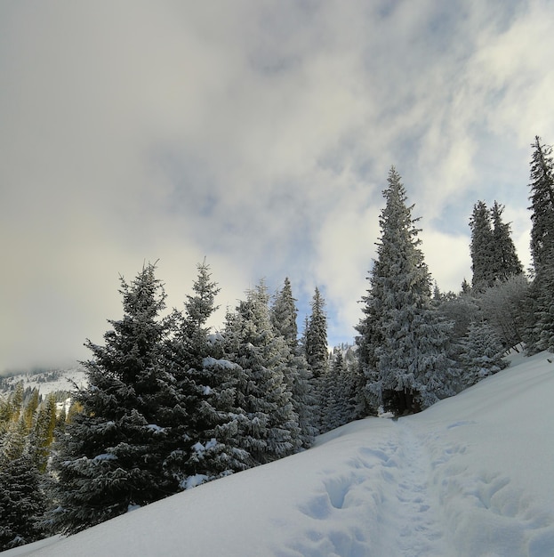 paisagem de montanha com abetos cobertos de neve