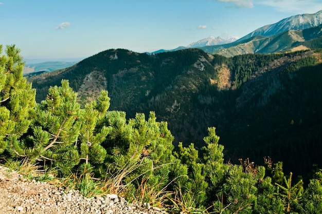 Paisagem de montanha com árvores