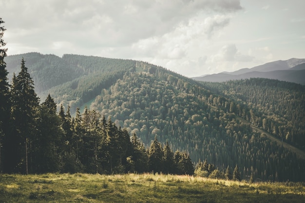 Paisagem de montanha de verão. Cinturão de floresta com árvores altas no contexto de montanhas verdes. Descanse e reinicie nas montanhas. Foto de alta qualidade