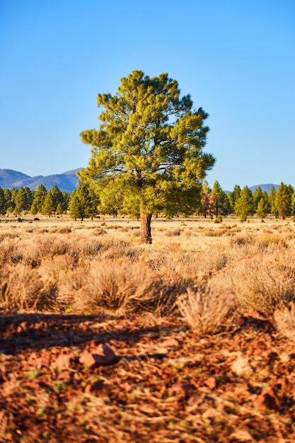 Paisagem de montanha do deserto com pinheiro solitário