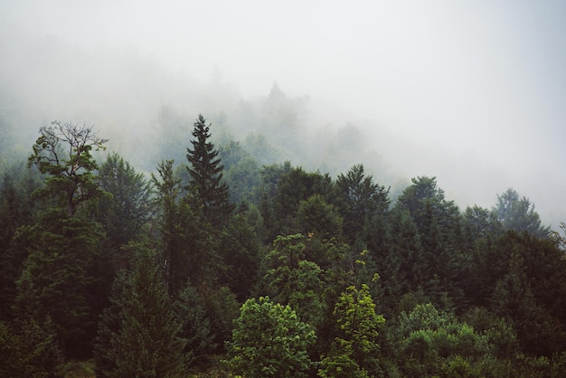 Paisagem de montanha enevoada