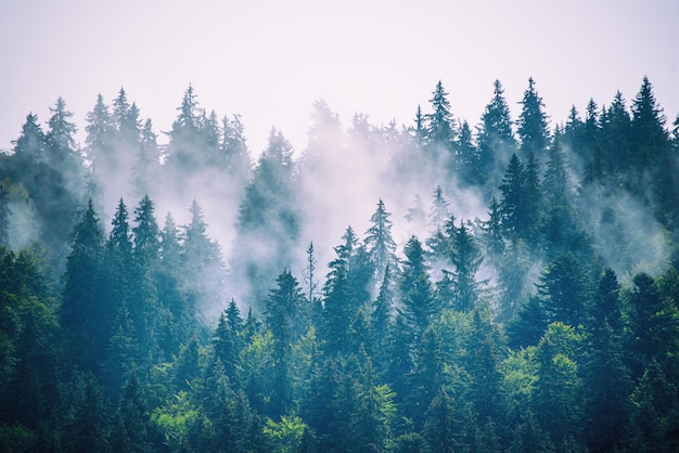 Paisagem de montanha enevoada