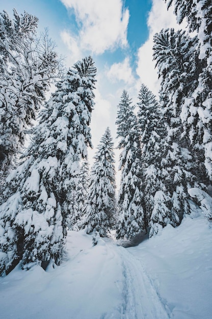 Paisagem de montanhas alpinas com neve branca e céu azul Pôr do sol inverno na natureza Árvores geladas sob luz solar quente Maravilhosa paisagem invernal