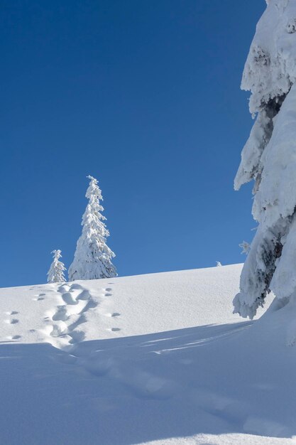 Paisagem de montanhas alpinas com neve branca e céu azul Pôr do sol inverno na natureza Árvores geladas sob luz solar quente