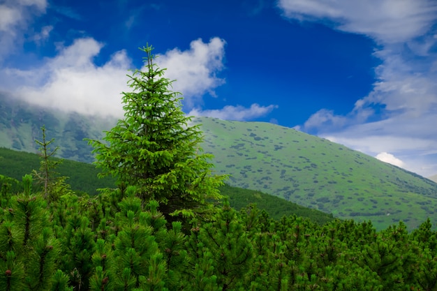 Paisagem de montanhas