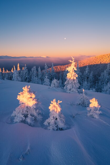 Paisagem de natal. amanhecer nas montanhas. abetos na neve. cárpatos, ucrânia, europa