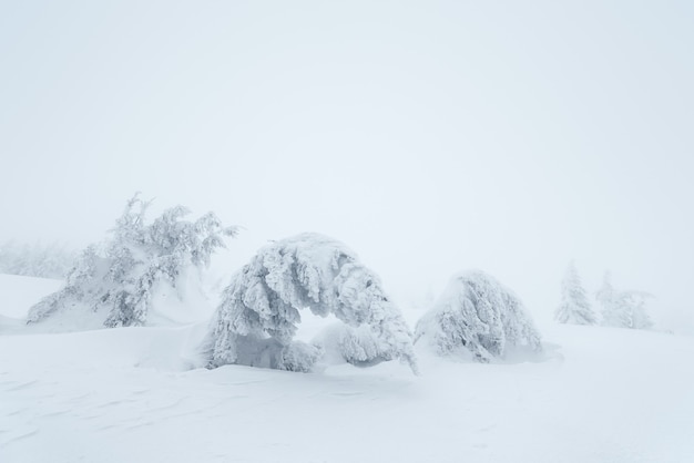 Paisagem de Natal. Árvores cobertas de neve nas colinas de montanha. Dia nublado. Cárpatos, Ucrânia, Europa