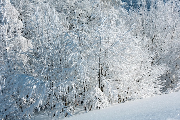 Paisagem de neve de montanha de inverno