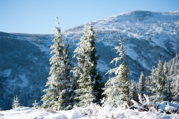 Paisagem de neve nas montanhas da floresta de coníferas