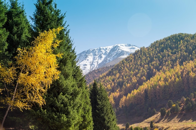 Paisagem de outono Árvores amarelas e verdes Montanhas e céu azul brilhante