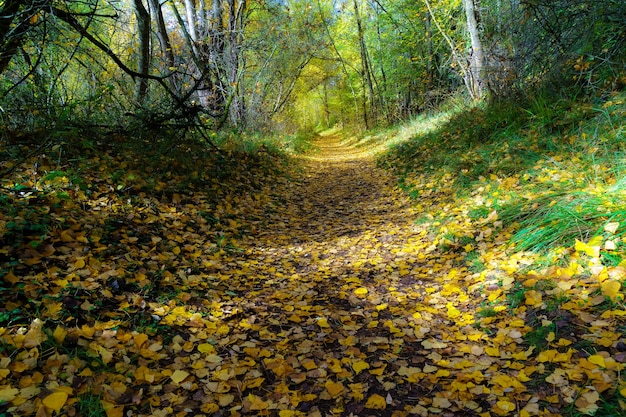 Paisagem de outono. caminho na floresta com luzes e sombras. tapete de folhas caídas e floresta mágica e encantada. segóvia, espanha.