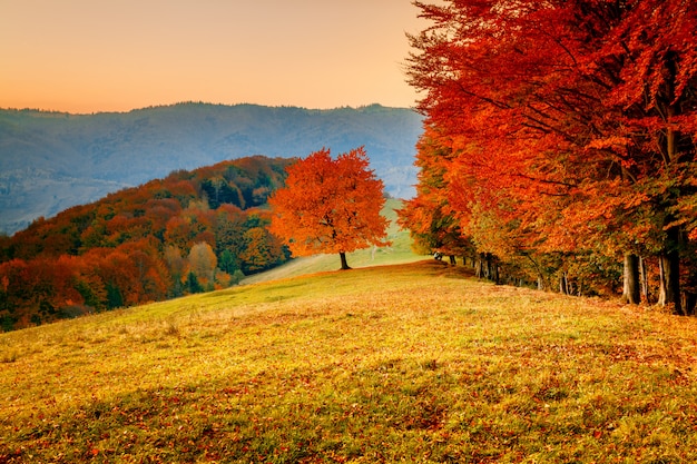 Foto paisagem de outono colorida