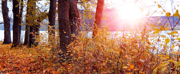 Paisagem de outono com árvores à beira do rio durante o pôr do sol, panorama