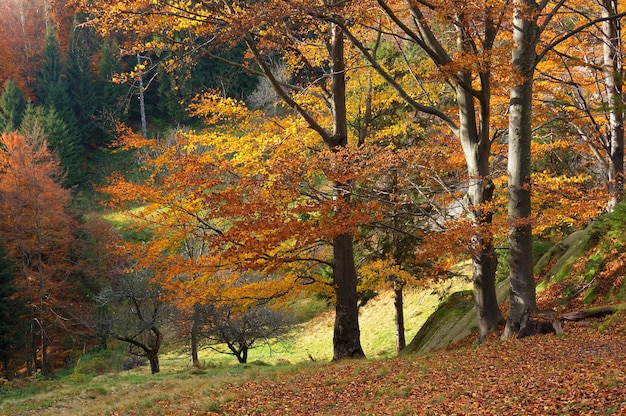 Paisagem de outono com árvores brilhantes nas montanhas Cárpatos