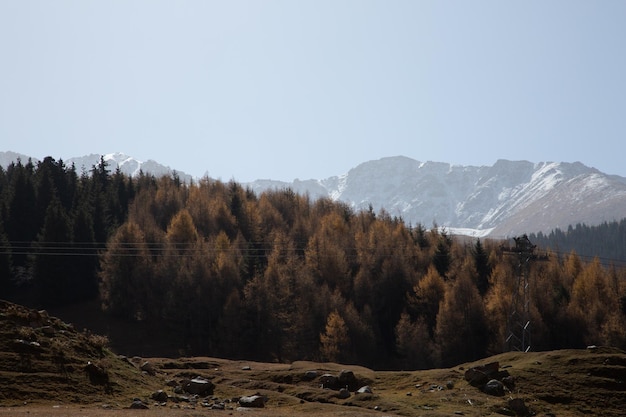 Paisagem de outono com colinas cobertas de árvores amareladas com altas montanhas cobertas de neve ao fundo