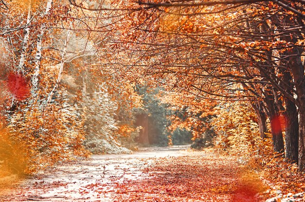 Foto paisagem de outono com estrada e árvores