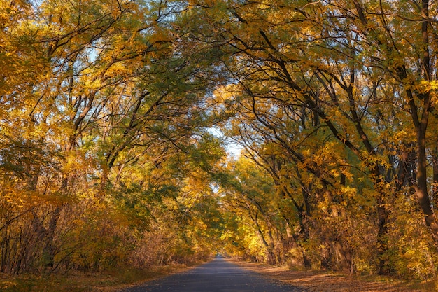 Paisagem de outono com estrada florestal