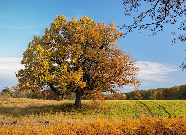 Foto paisagem de outono com grama amarela