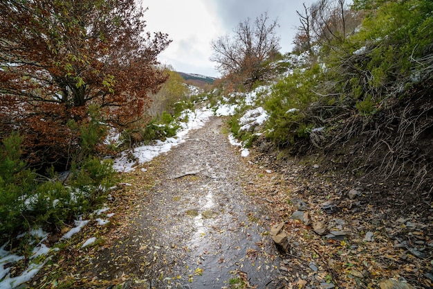 Paisagem de outono com neve, caminho de folhas caídas de árvores e montanhas nevadas. parque tejera negra.