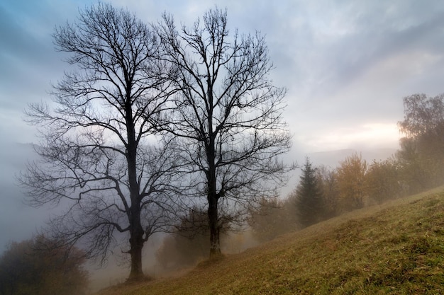 Paisagem de outono com nevoeiro nas montanhas floresta de abetos nas colinas cárpatos ucrânia europa