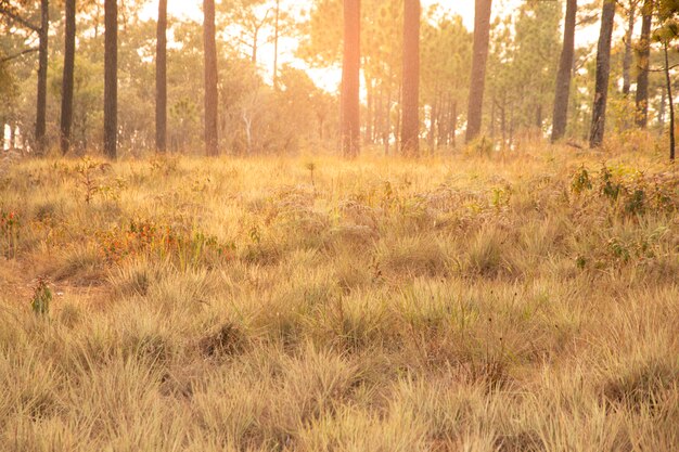 Paisagem de Outono com Prado amarelo na floresta