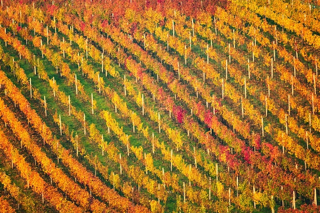 Paisagem de outono com vinhedos coloridos. Vinhas da Morávia do Sul, na República Tcheca. Fileiras de vinhas da vinha. Fundo colorido do outono da cultura da videira