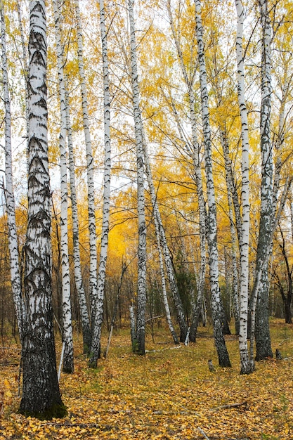 Paisagem de outono com vista para os troncos das bétulas e as folhas caídas em um bosque de bétulas