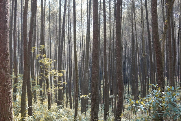 Paisagem de outono da floresta de pinheiros em hutan pinus mangunan yogyakarta indonésia