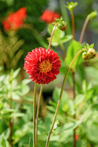 Paisagem de outono Dahlia flores Uma linda flor vermelha em um fundo de folhas verdes Dahlia em um prado verde Closeup de floral suave bokeh Pétalas vermelhas