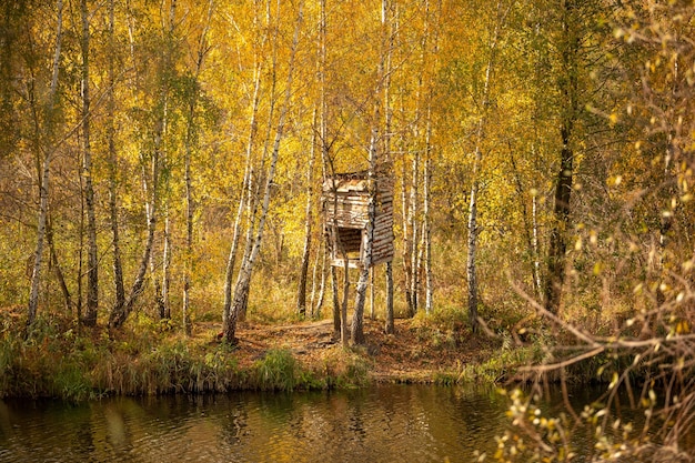 Paisagem de outono de um bosque de bétulas perto da água