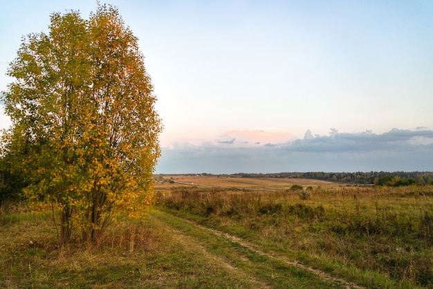 Paisagem de outono de um campo, estrada e árvore solitária