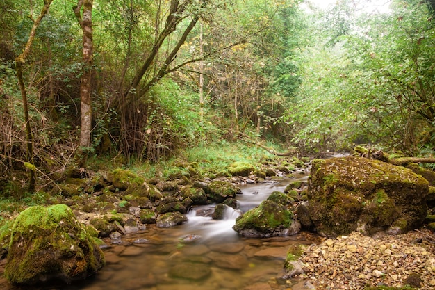 Paisagem de outono de um rio de montanha enevoada fluindo pela floresta verde
