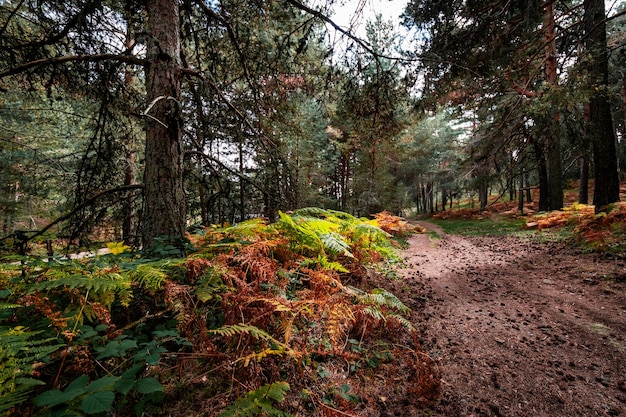 Paisagem de outono de uma floresta onde os raios de luz entram