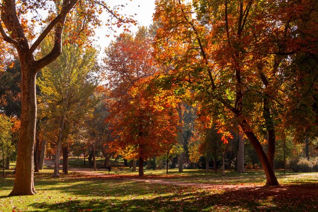 Paisagem de outono em um parque com árvores com folhas douradas.