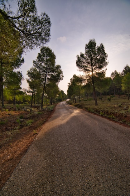 Paisagem de outono em uma floresta.